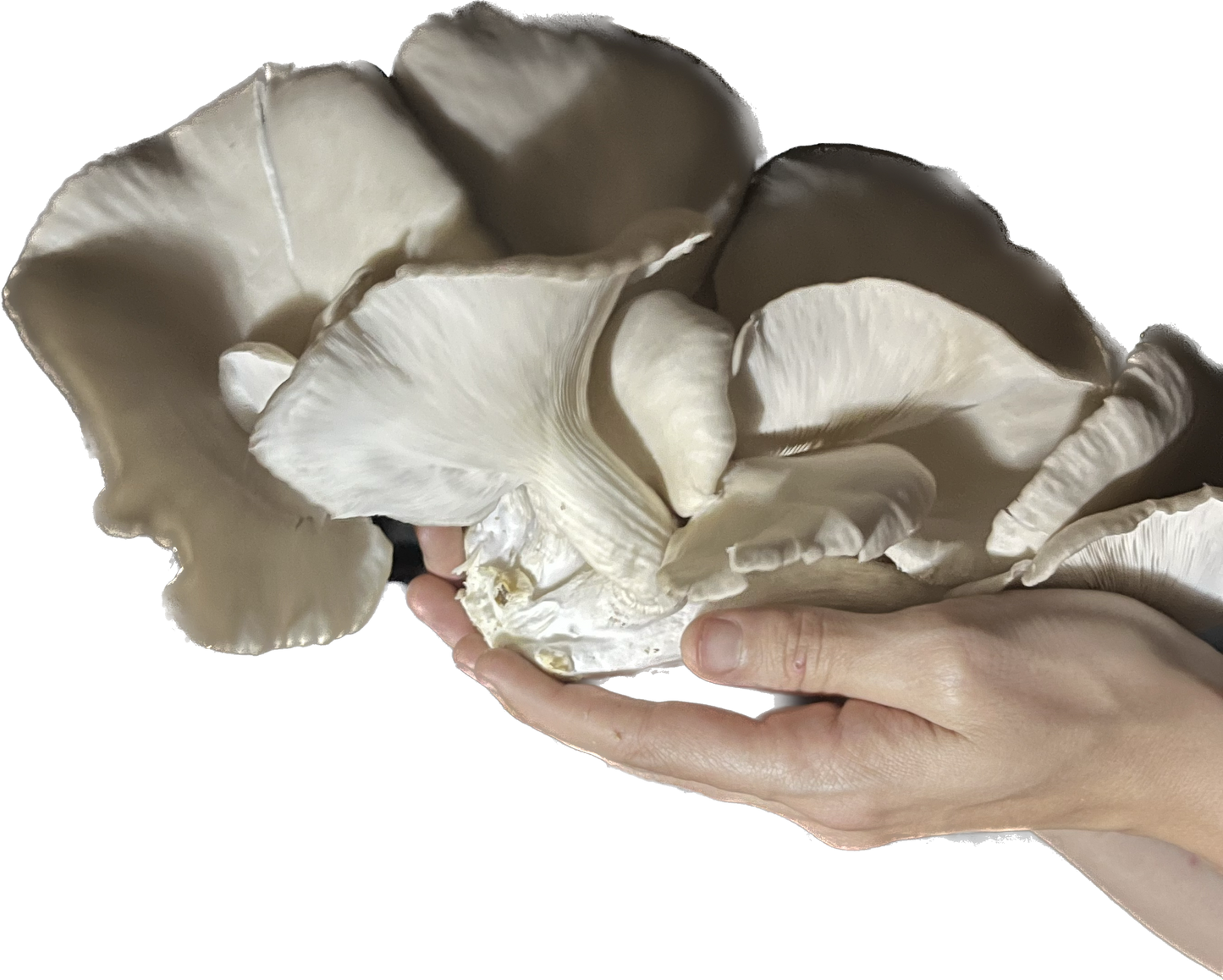 Pleurotus ostreatus - Warm Blue Oyster Genetics