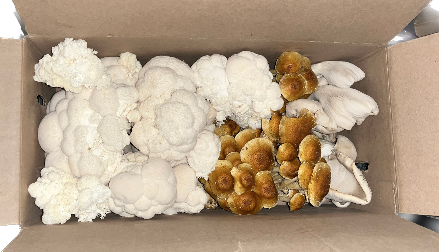 Pholiota adiposa - Chestnut Mushroom Genetics