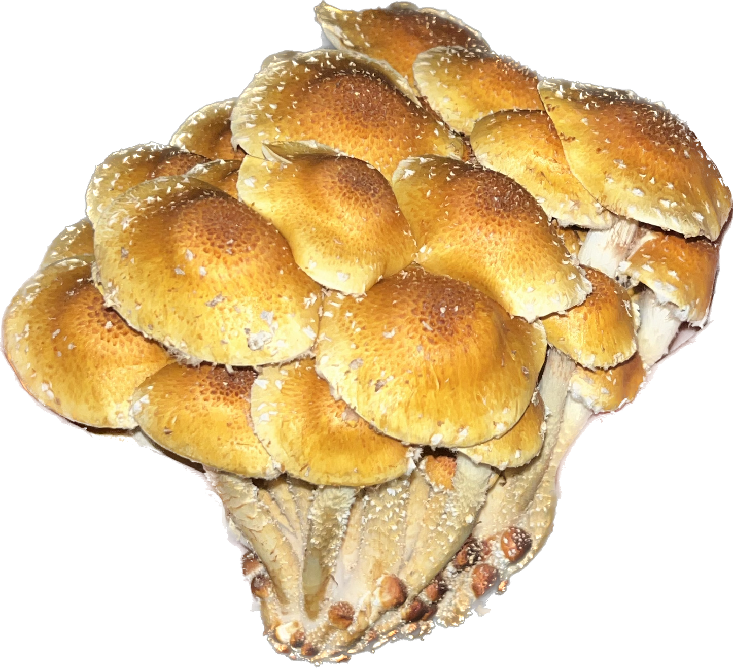 Pholiota adiposa - Chestnut Mushroom Genetics