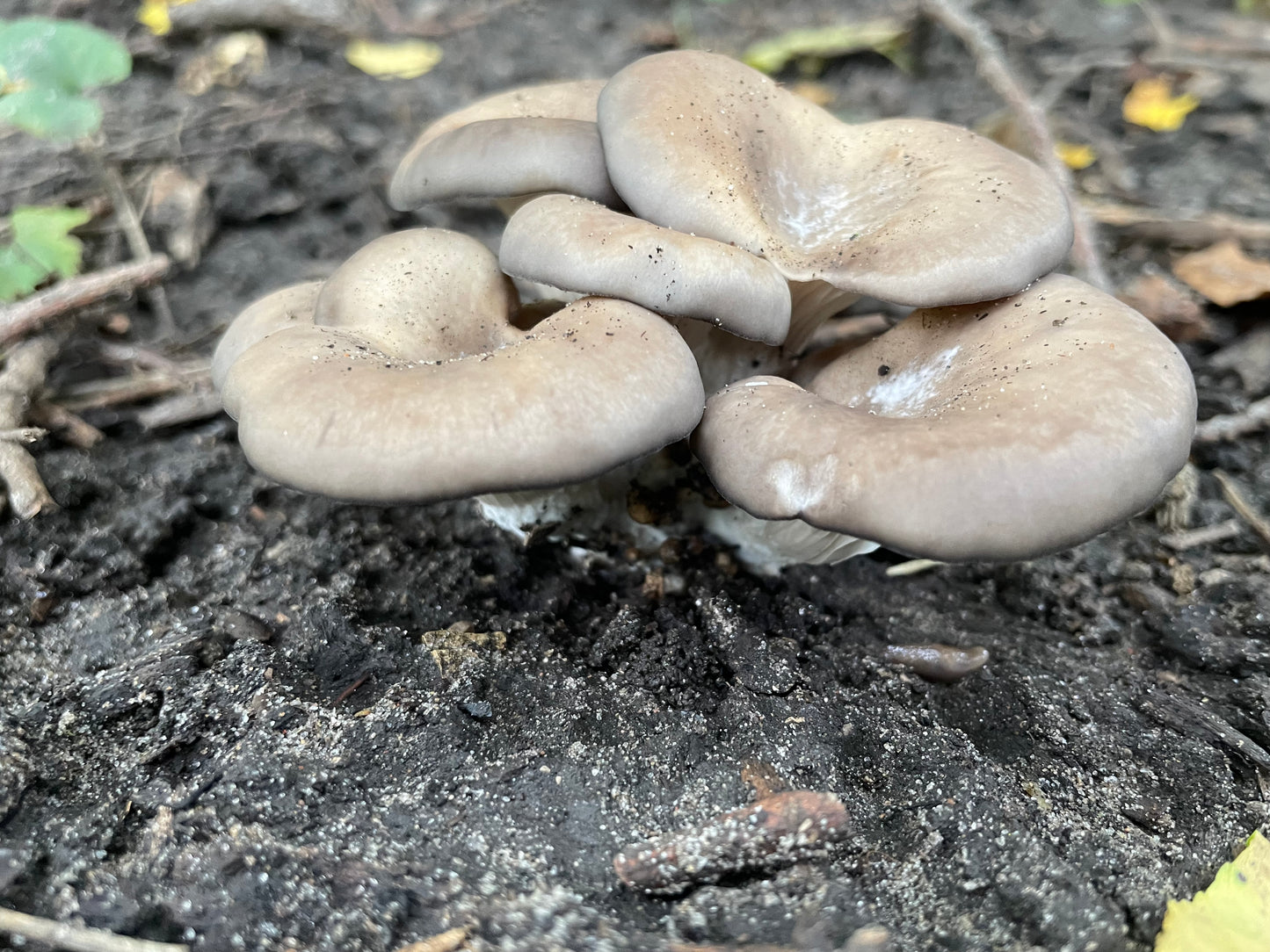 Pleurotus ostreatus - Wild Brown Oyster Genetics