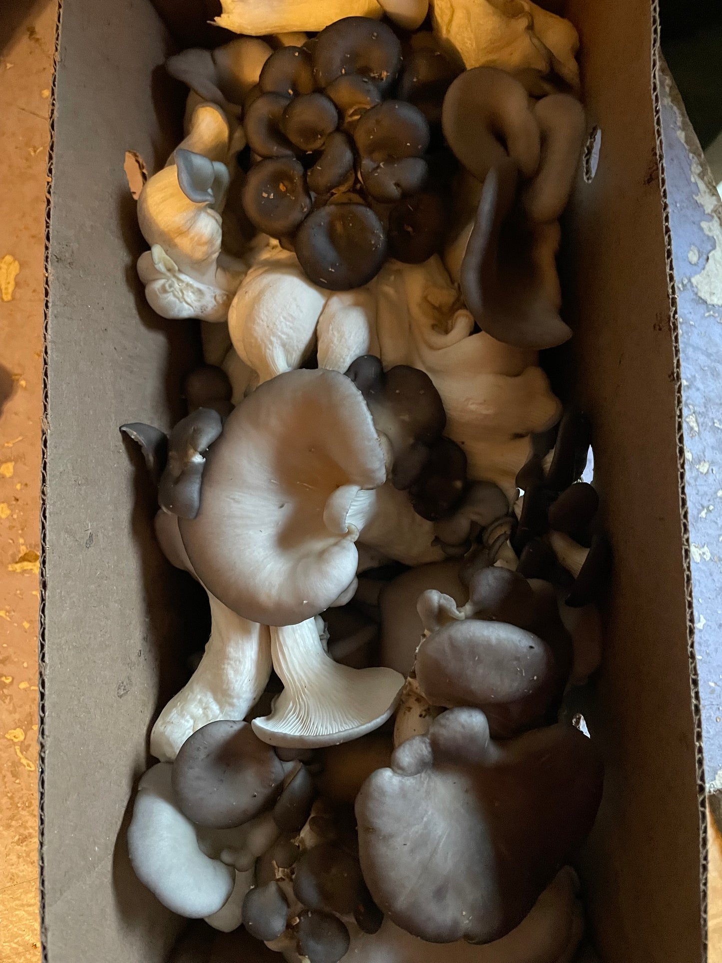 Pleurotus ostreatus - Cold Blue Oyster Genetics