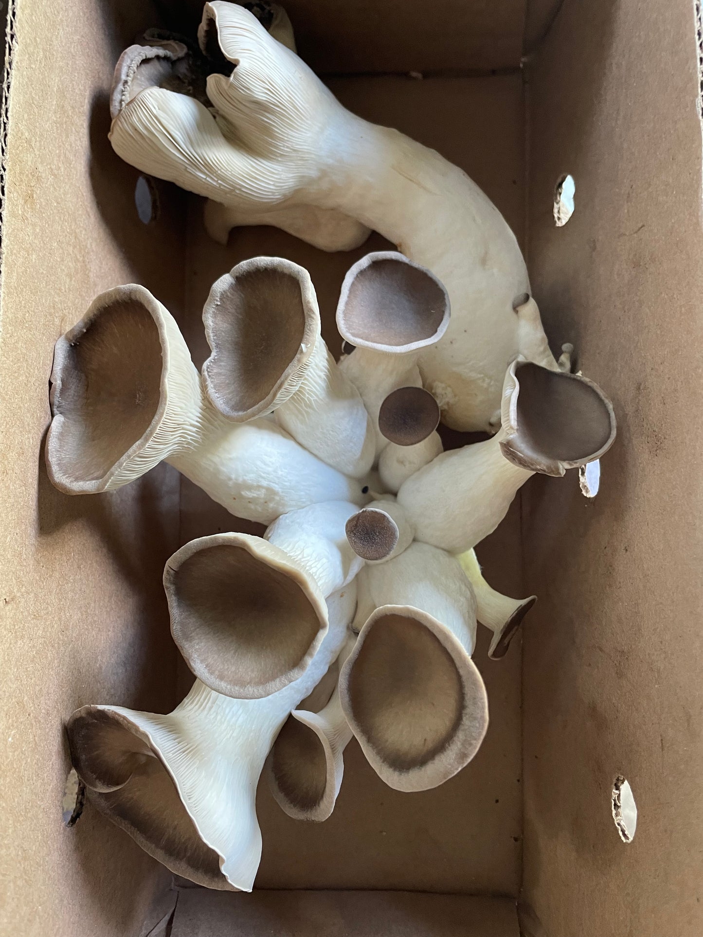 Dry Black Pearl King Oyster -Pleurotus ostreatus Mushroom