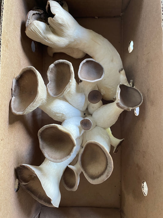 Black Pearl King Oyster - Pleurotus ostreatus Genetics