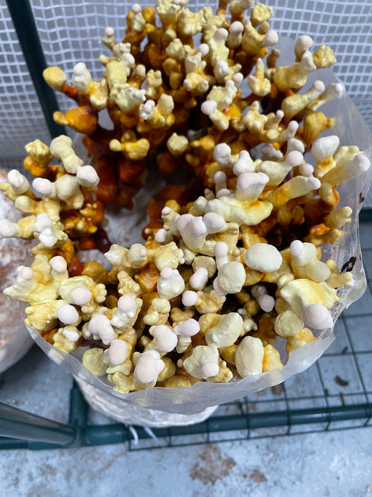 Ganoderma lucidum - Reishi Genetics