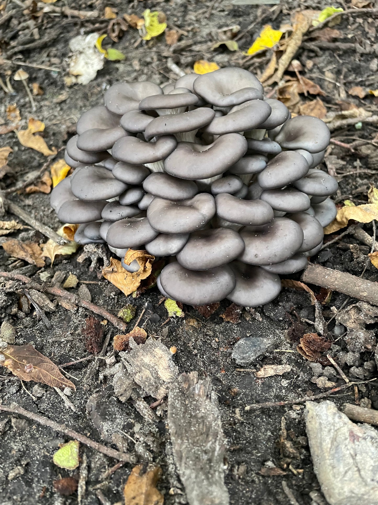 Fresh Pleurotus ostreatus - Warm Blue Oyster Mushroom