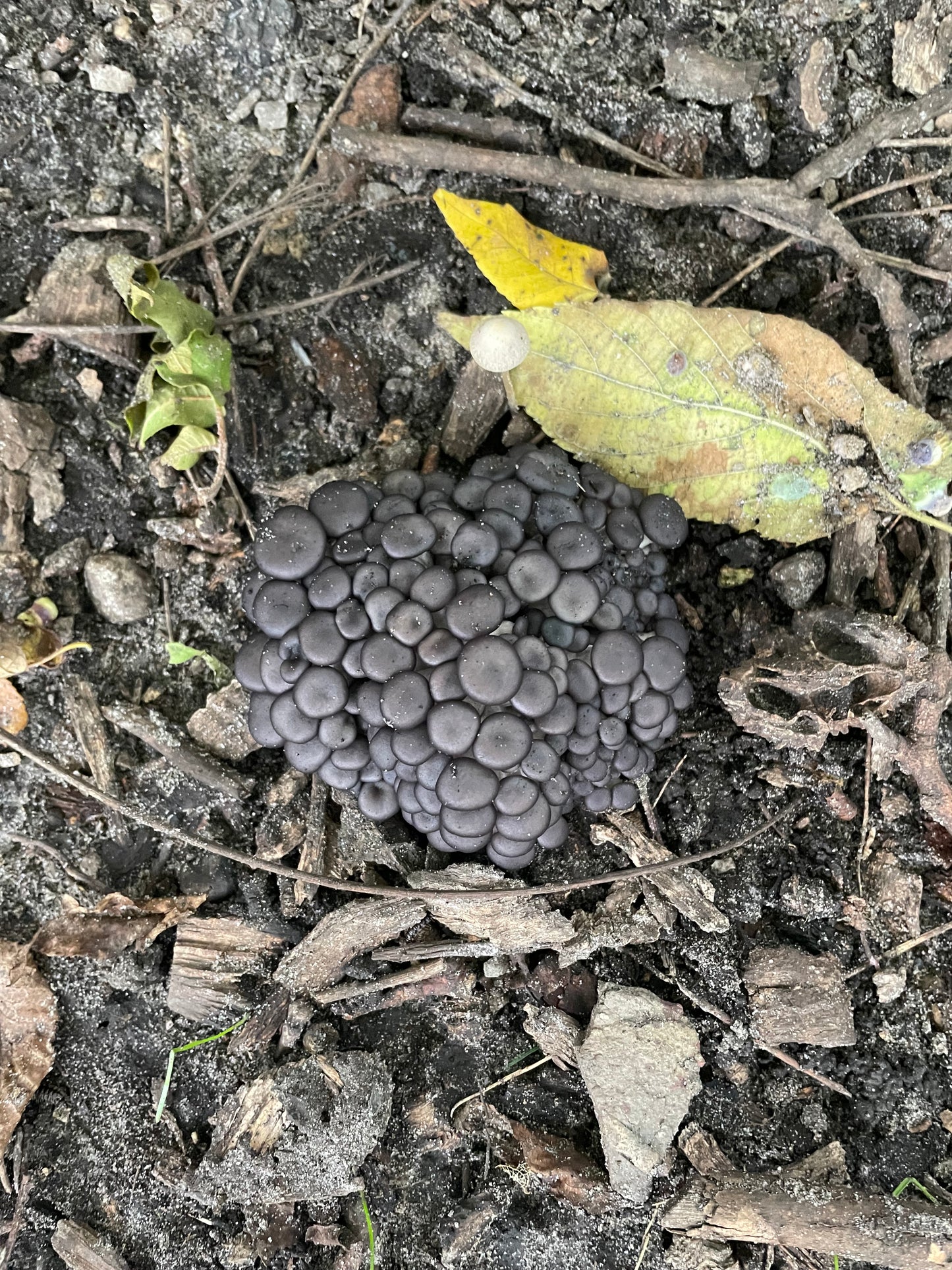 Fresh Pleurotus ostreatus - Warm Blue Oyster Mushroom