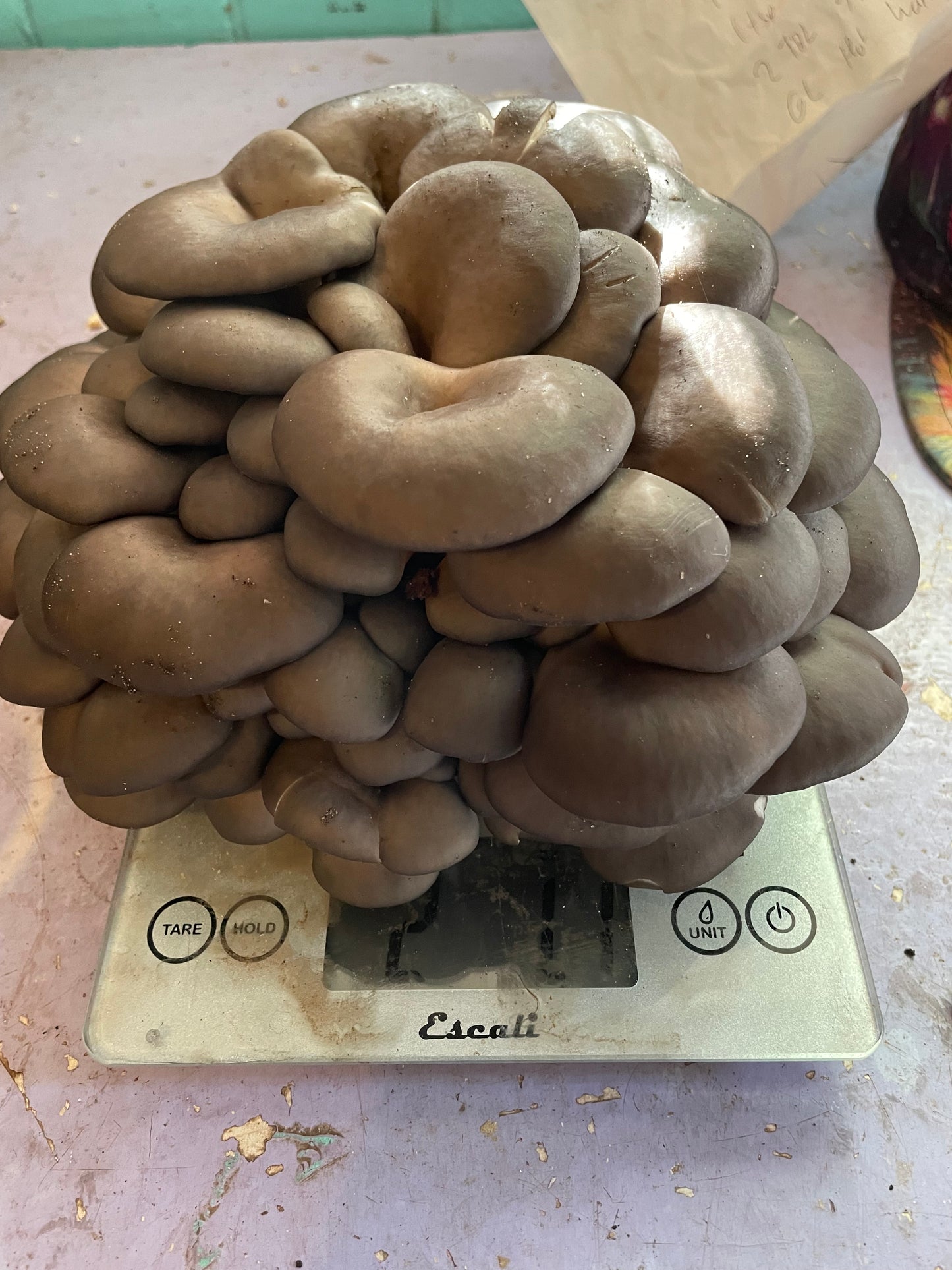 Pleurotus ostreatus - Wild Brown Oyster Genetics