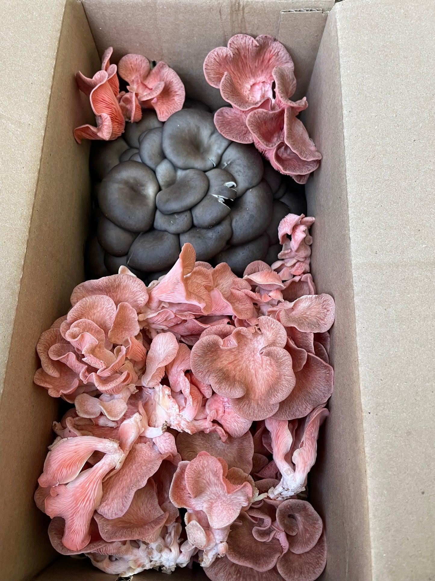 Fresh Pleurotus djamor - Pink Oyster Mushroom