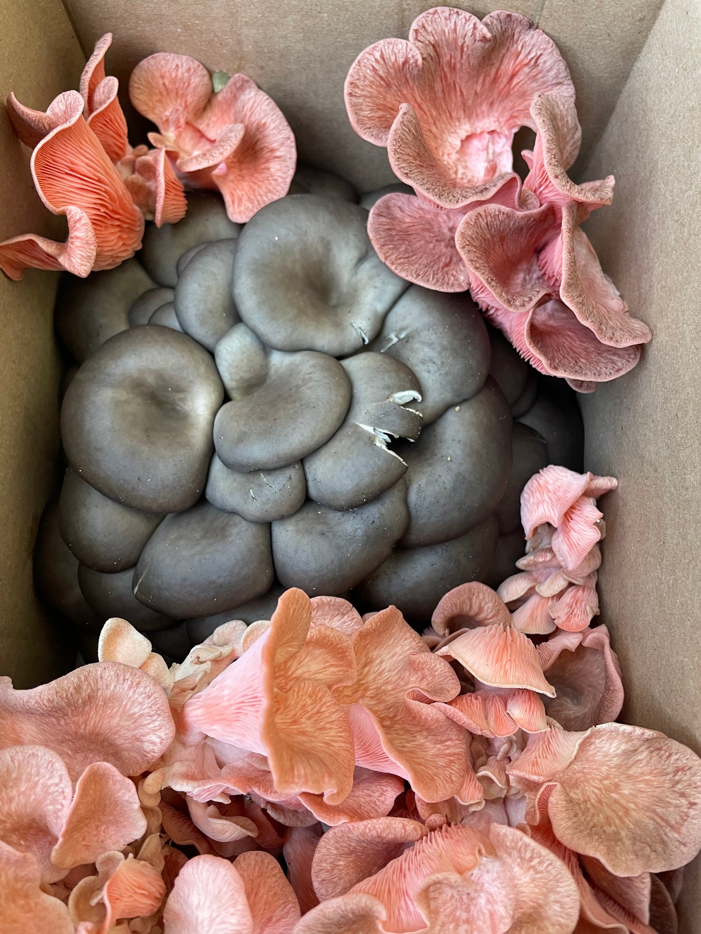 Fresh Pleurotus ostreatus - Warm Blue Oyster Mushroom