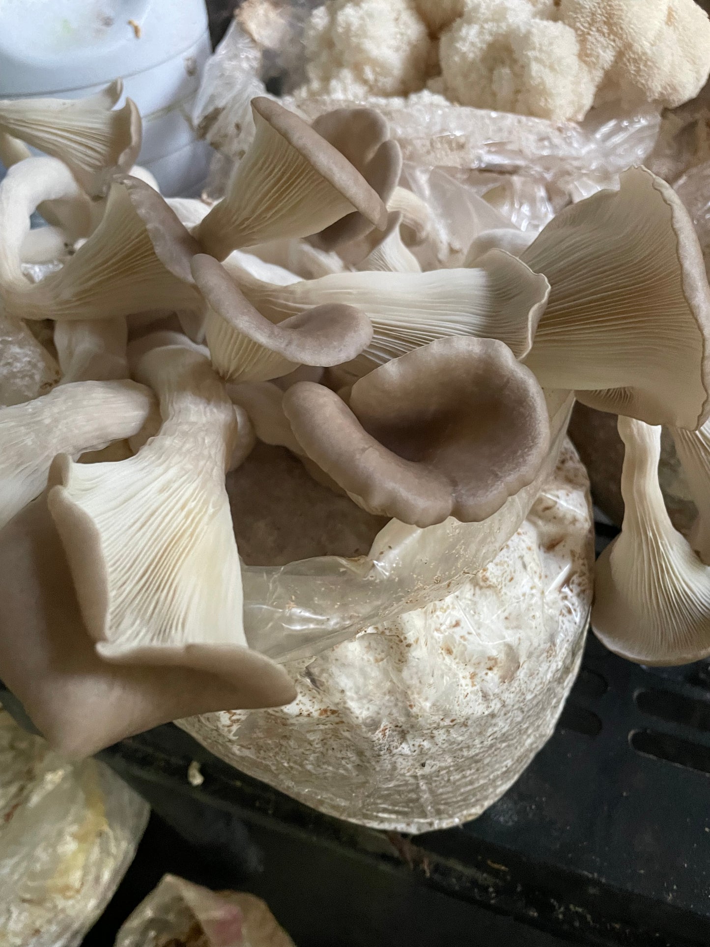 Pleurotus ostreatus - Sporeless Brown Oyster Genetics