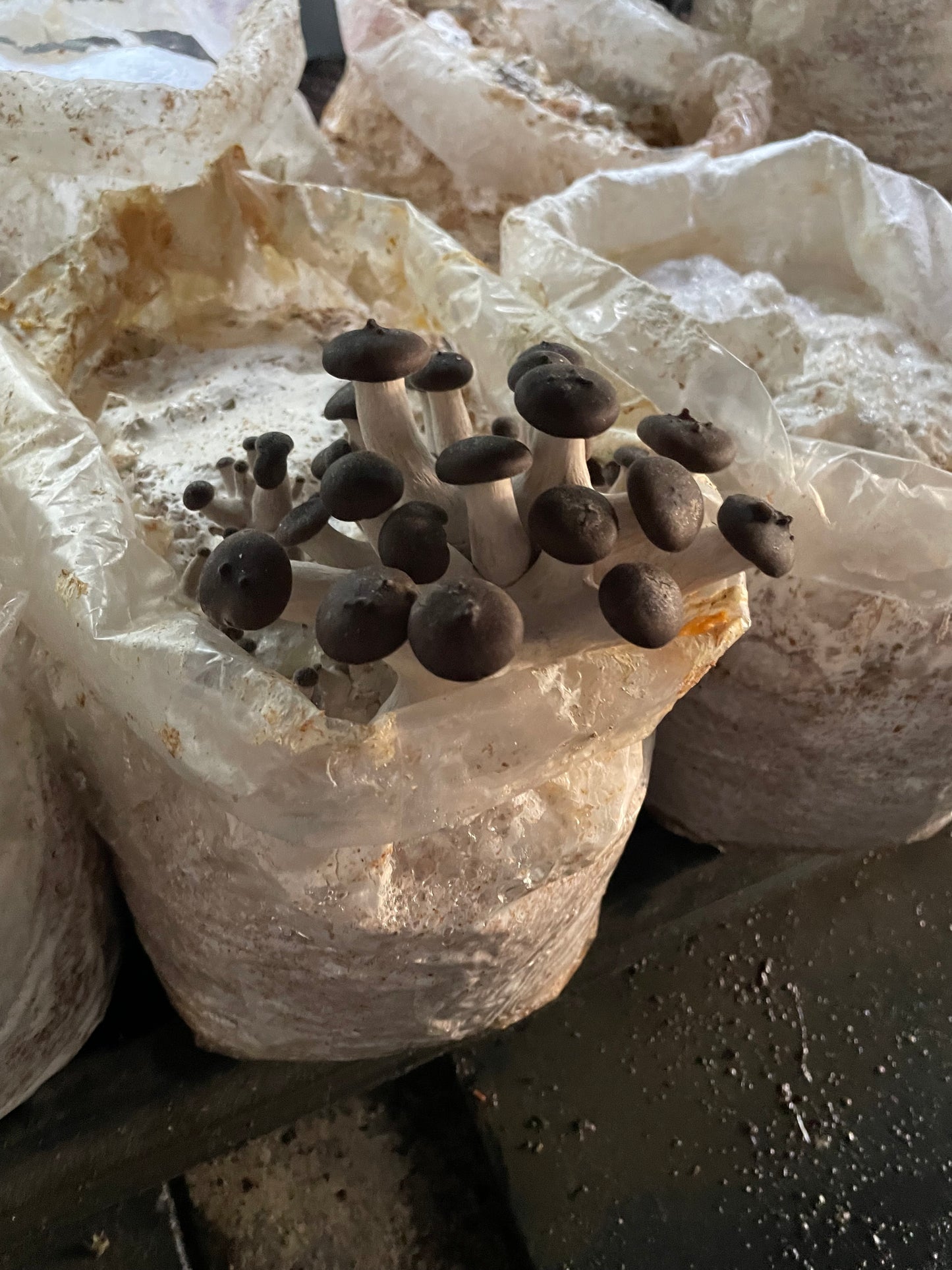 Fresh Pleurotus ostreatus - Black Pearl King Oyster
