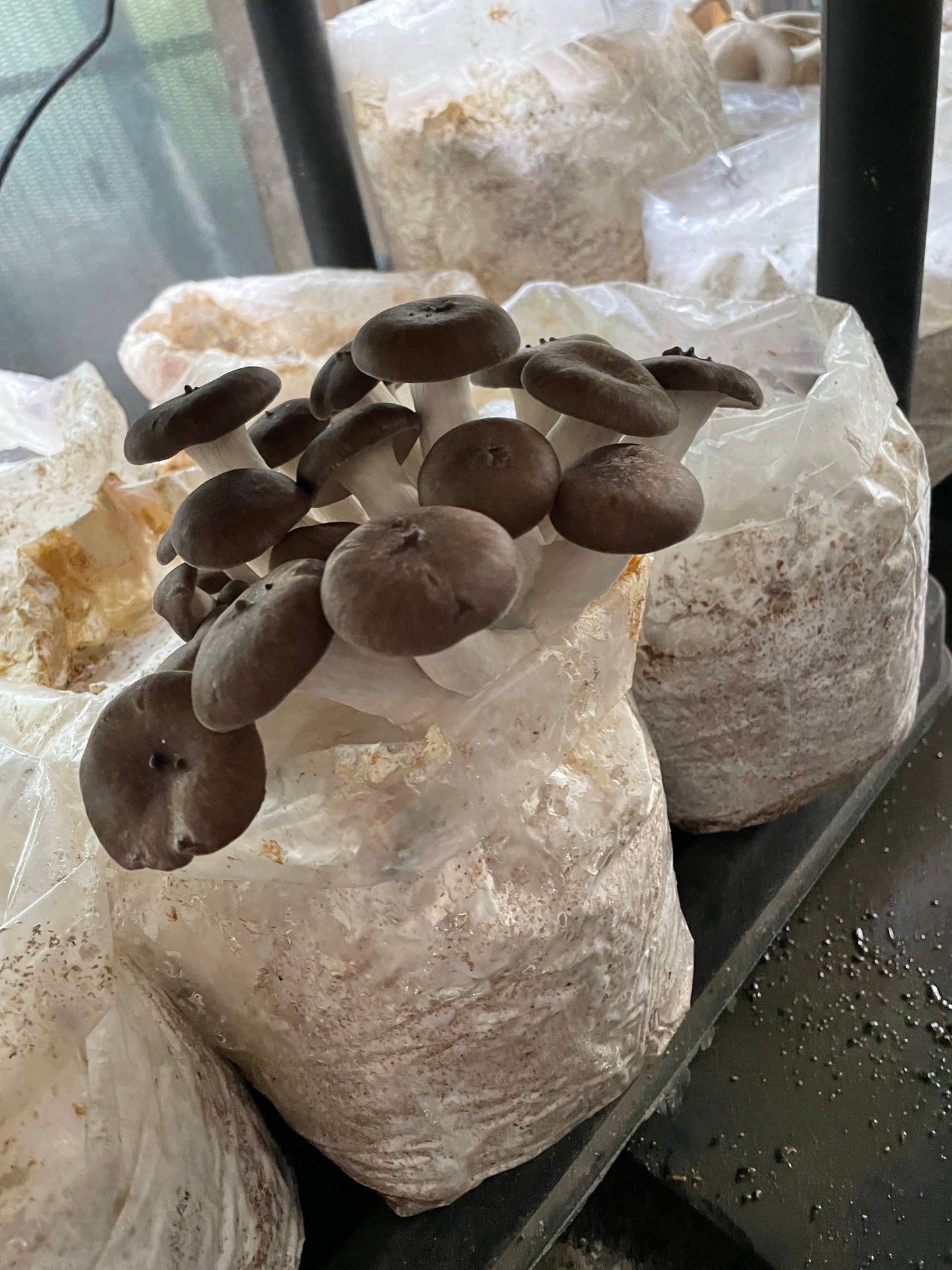 Fresh Pleurotus ostreatus - Black Pearl King Oyster