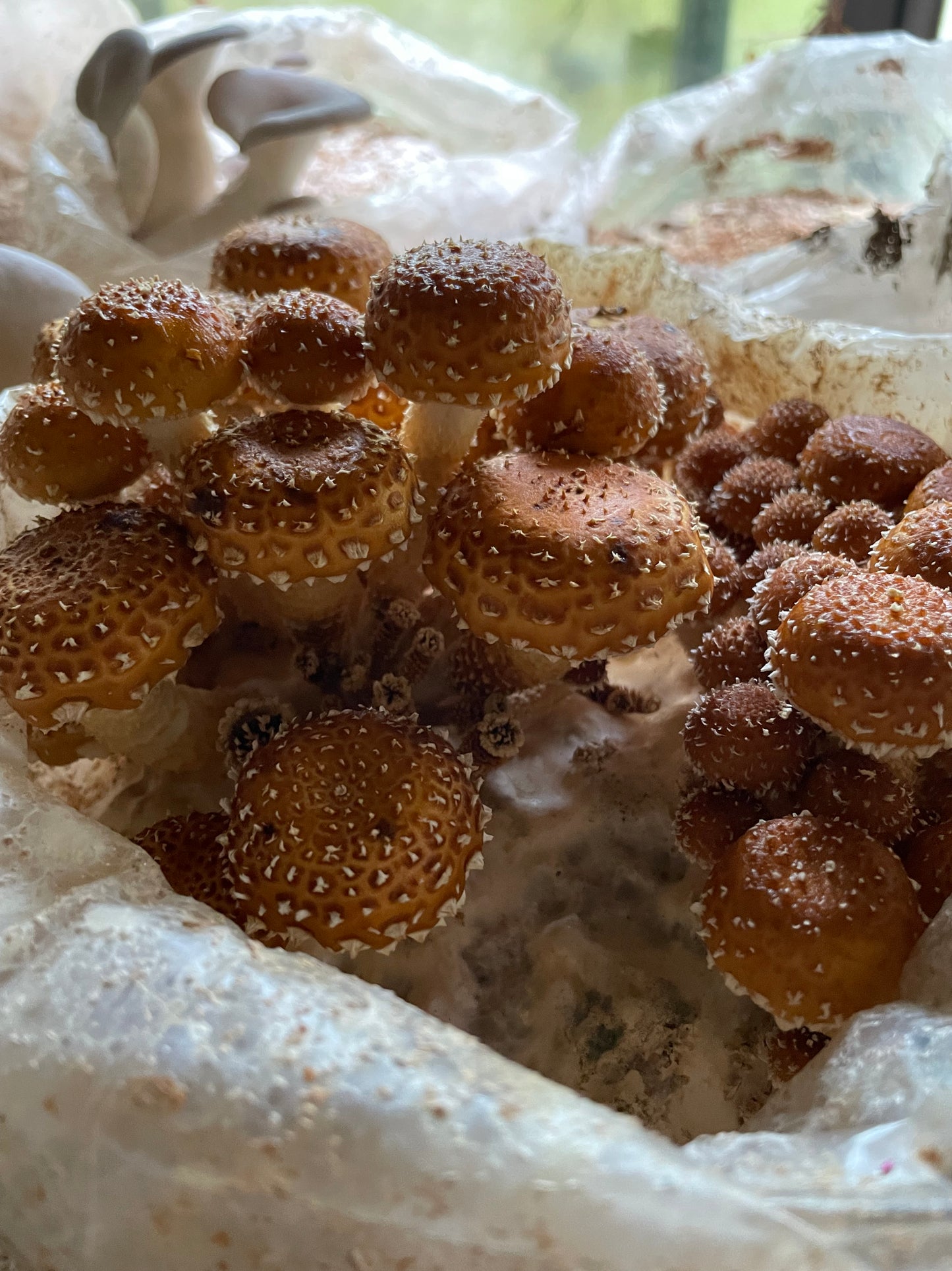 Dry Pholiota adiposa- Chestnut Mushroom