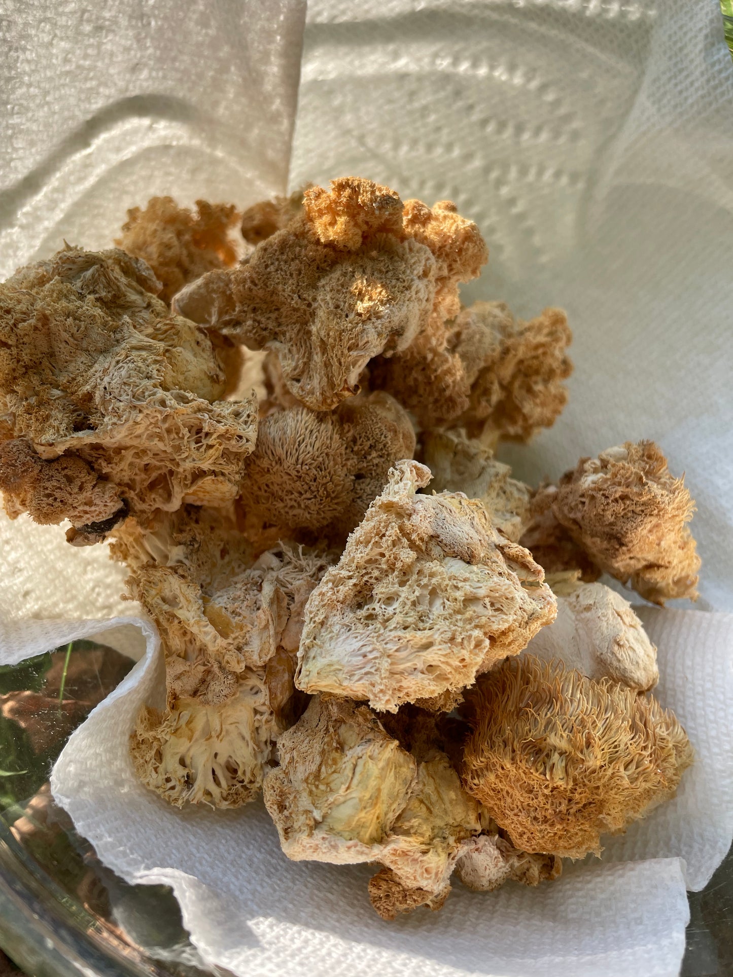 Dry Hericium erinaceus - Lions Mane Mushroom