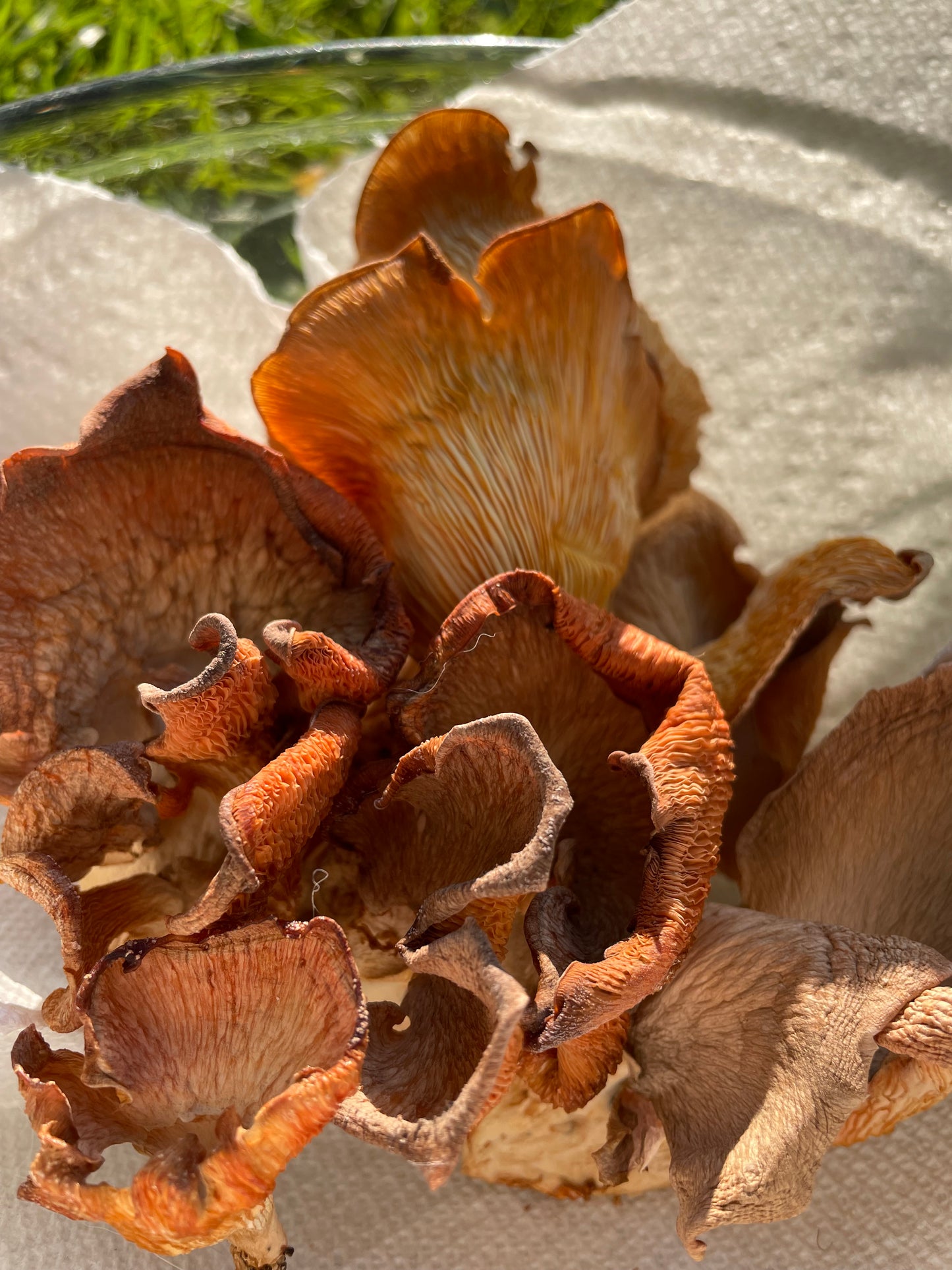 Dry Pleurotus djamor - Pink Oyster mushroom