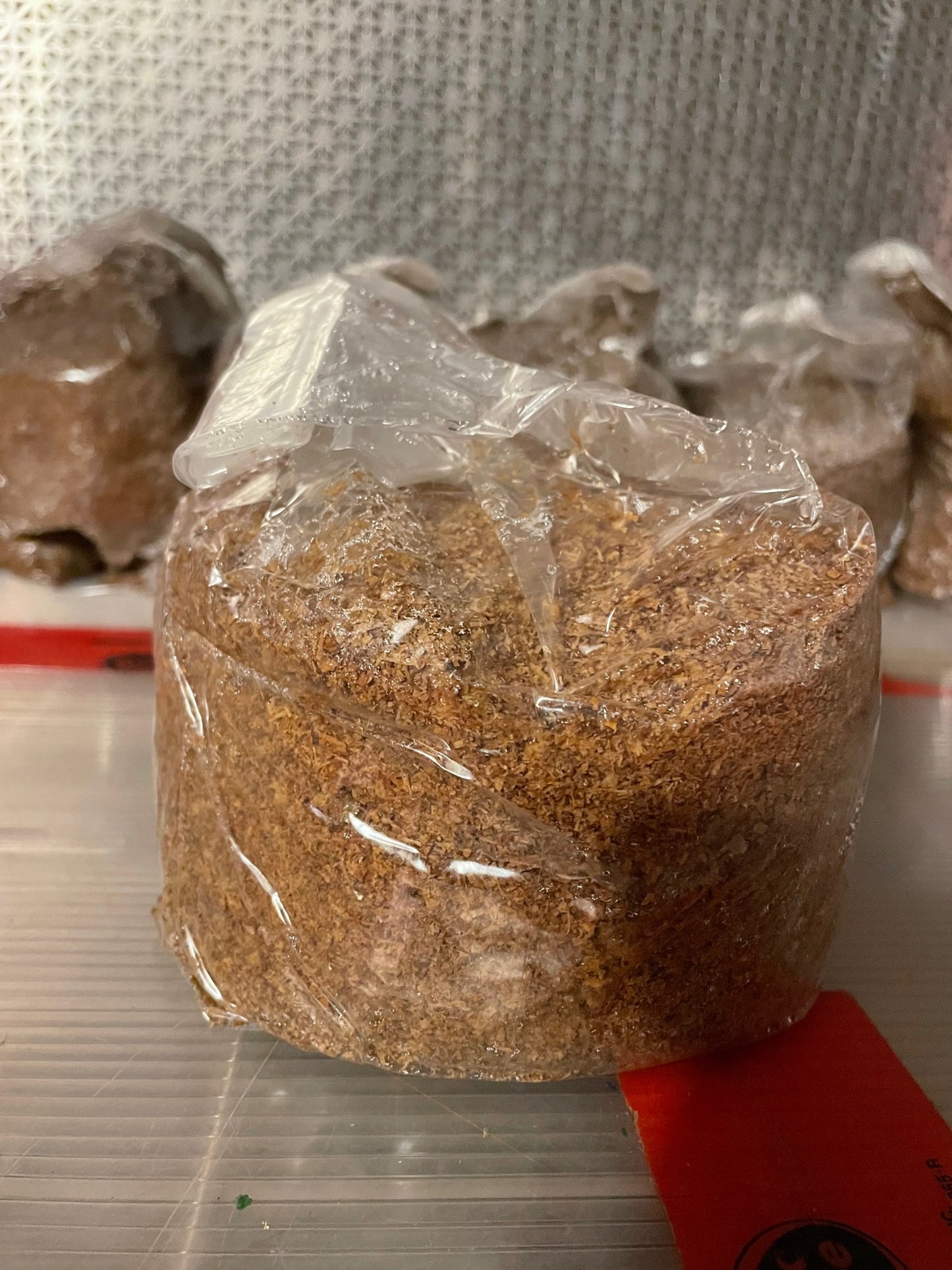 Ganoderma lucidum - Reishi Genetics