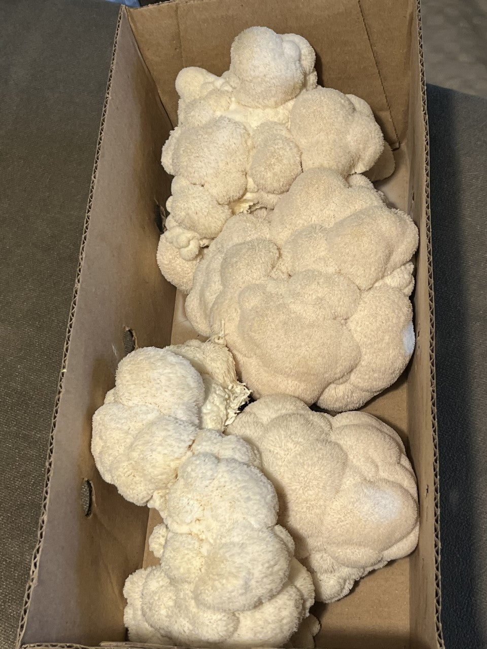 Hericium erinaceus - Lions Mane Mushroom Genetics