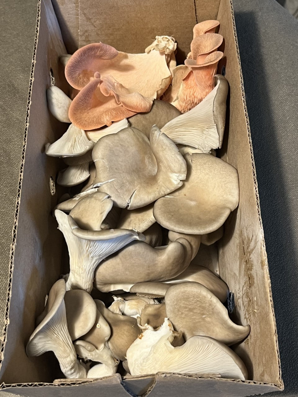 Pleurotus ostreatus - Wild Brown Oyster Genetics