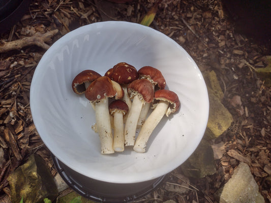 Stropharia rugosoannulata - Wine Cap Genetics