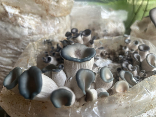 Pleurotus ostreatus - Warm Blue Oyster Genetics
