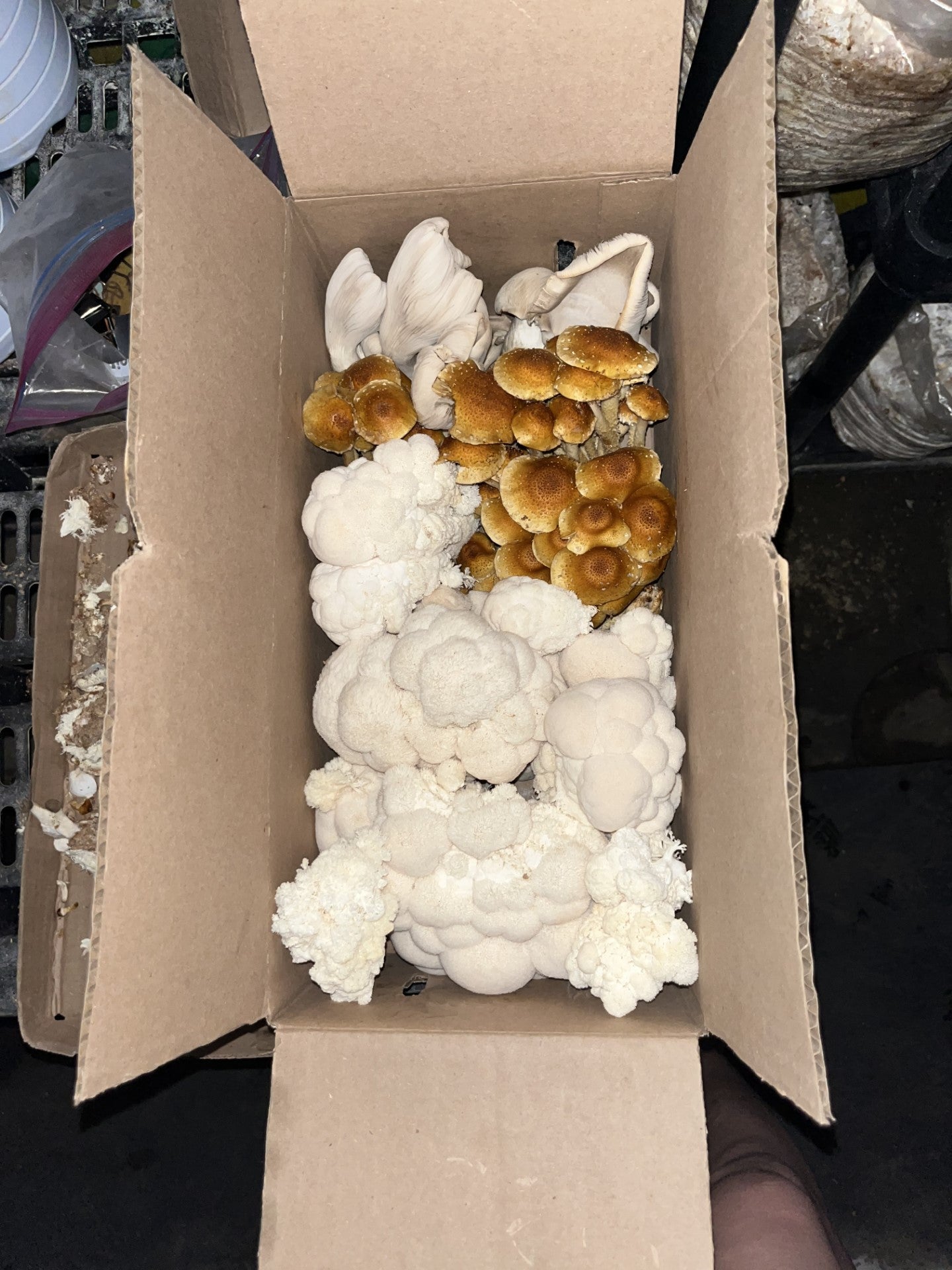 Fresh Hericium erinaceus - Lions Mane Mushroom