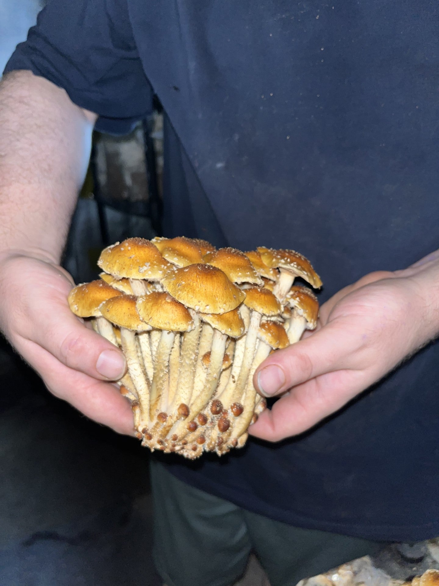 Pholiota adiposa - Chestnut Mushroom Genetics