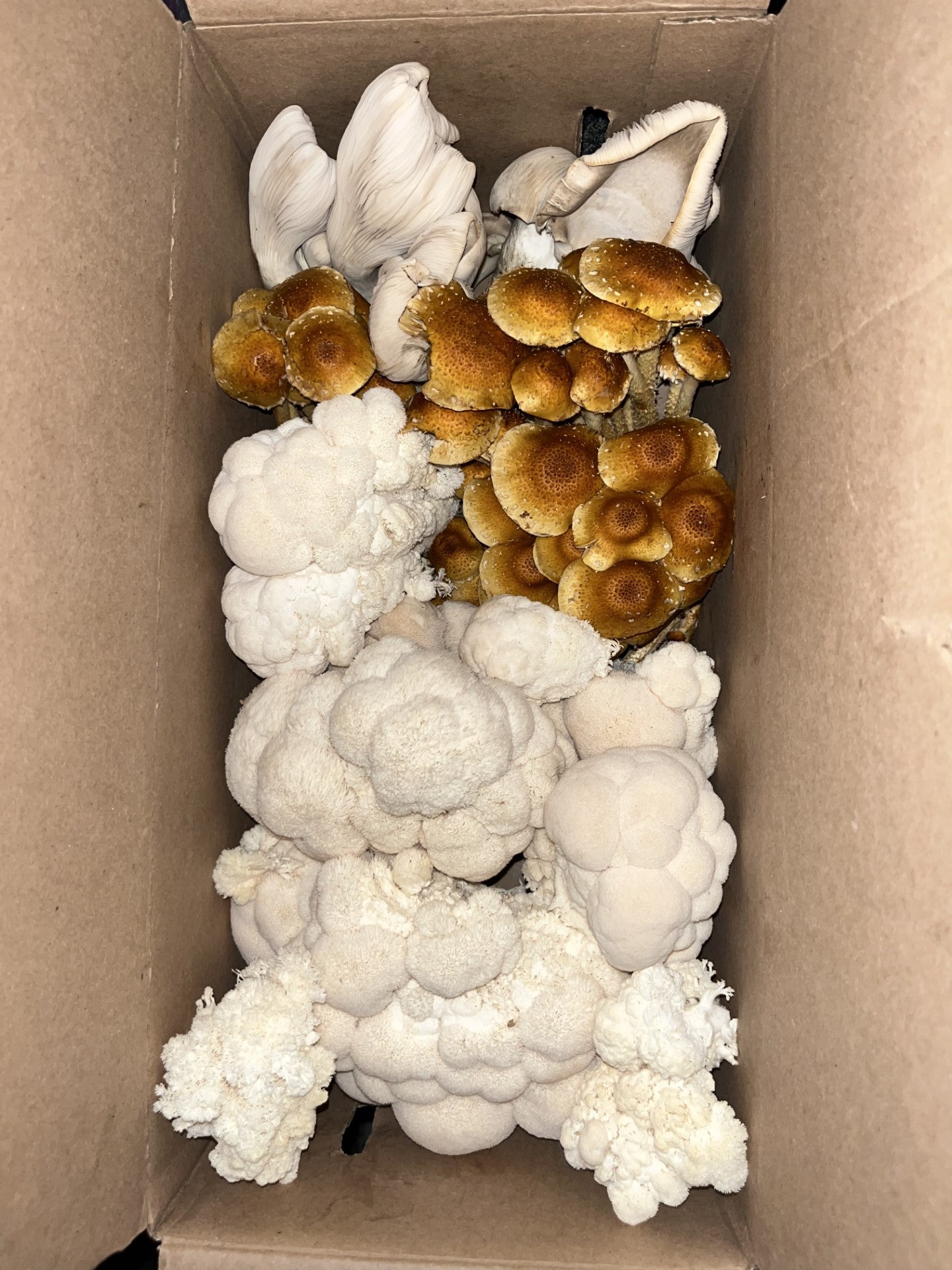 Hericium erinaceus - Lions Mane Mushroom Genetics