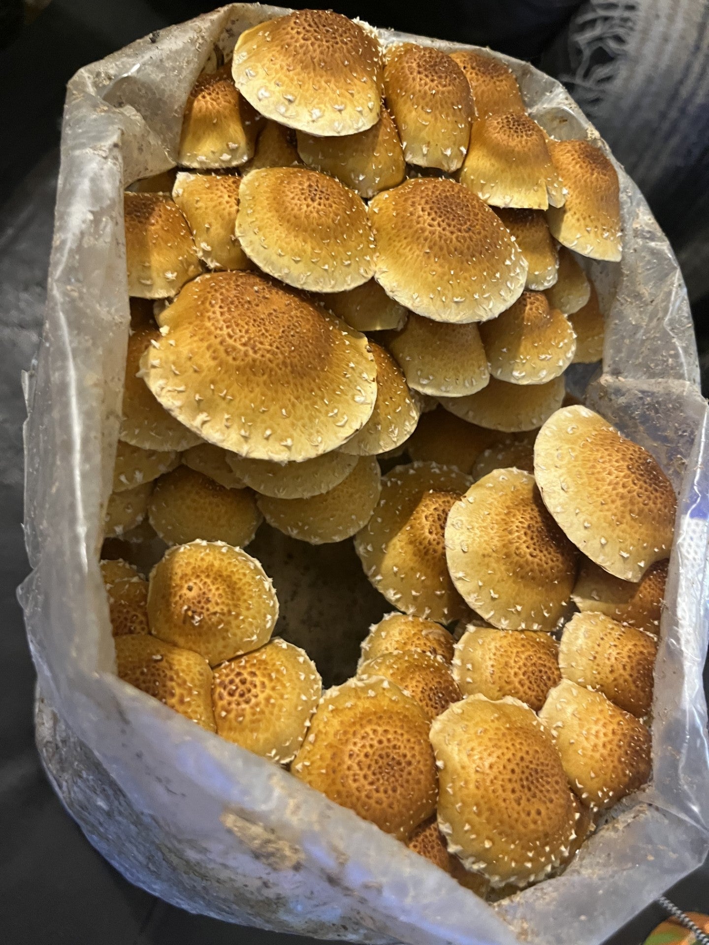 Pholiota adiposa - Chestnut Mushroom Genetics