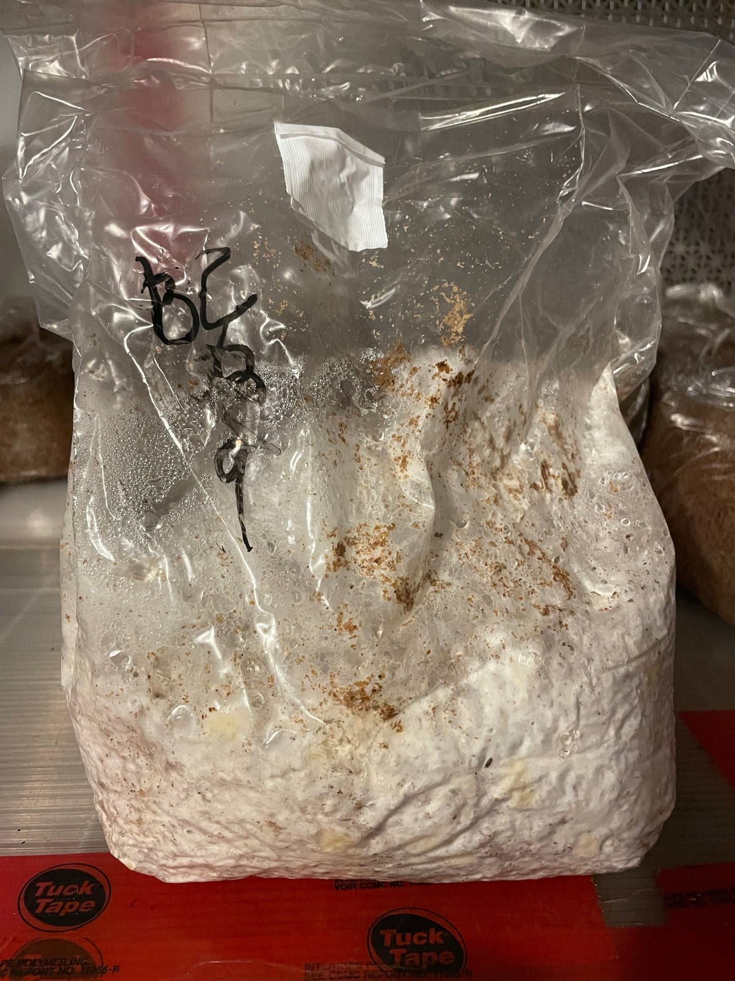 Pleurotus ostreatus - Cold Blue Oyster Genetics