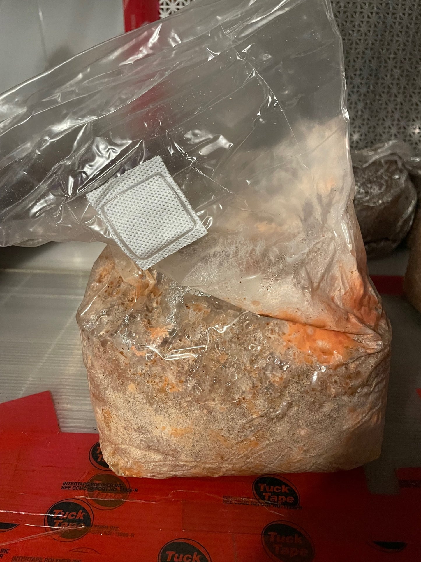 Pleurotus djamor - Pink Oyster Genetics