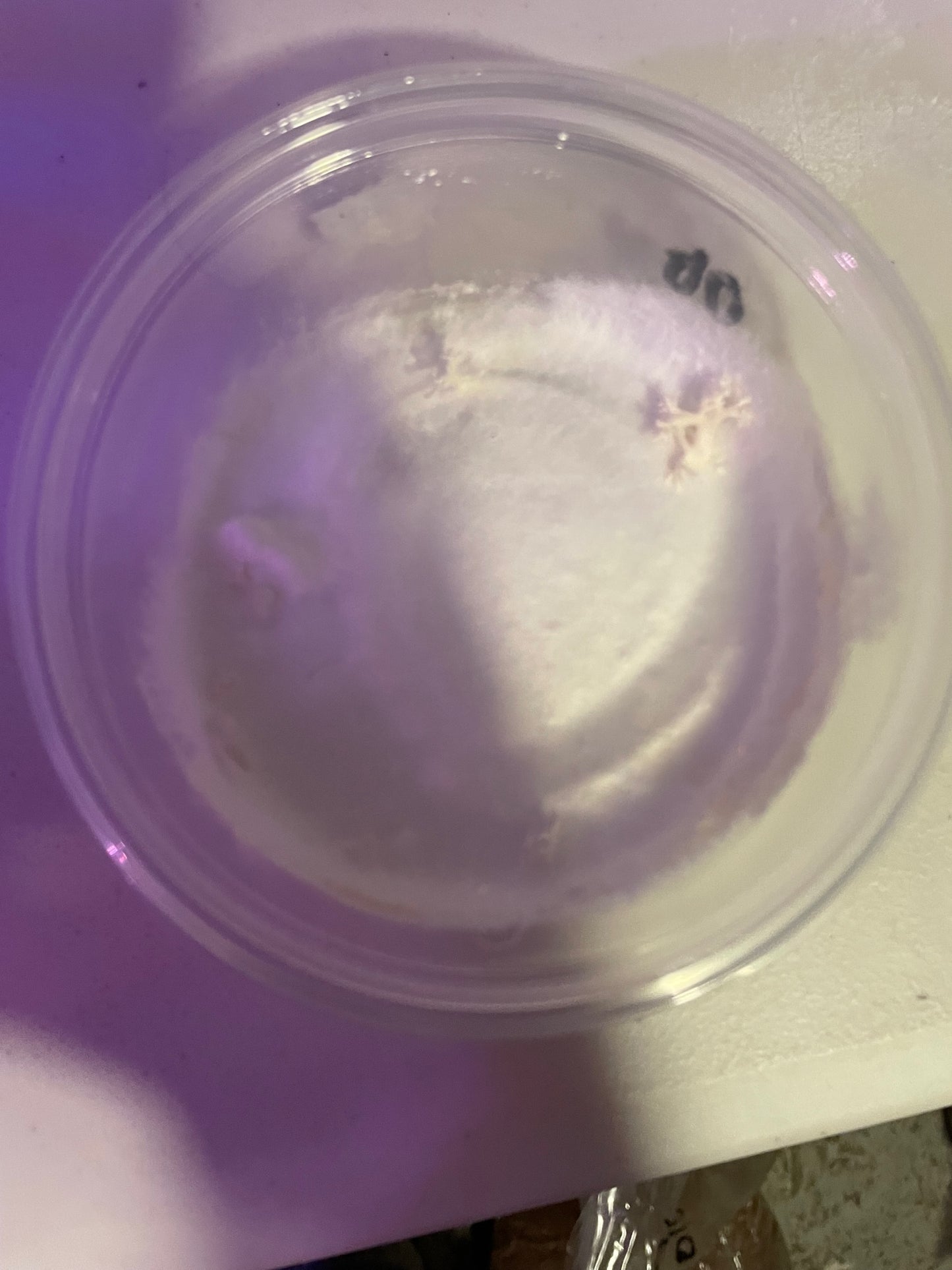 Ganoderma lucidum - Reishi Genetics