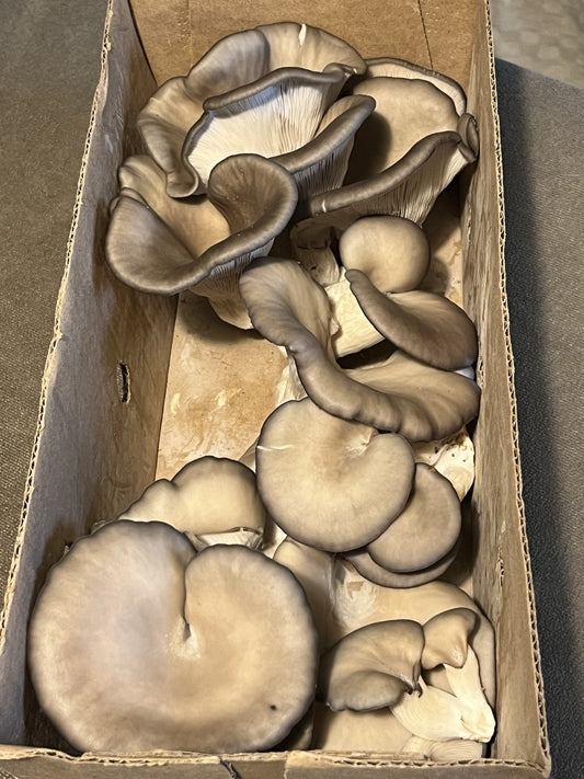 Fresh Pleurotus ostreatus - Warm Blue Oyster Mushroom