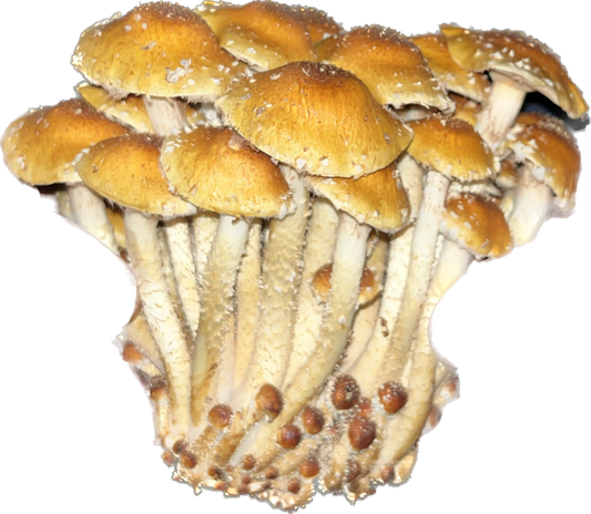 Dry Pholiota adiposa- Chestnut Mushroom