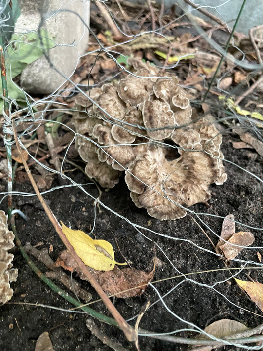Dry Grifola fondosa - Maitake Mushroom