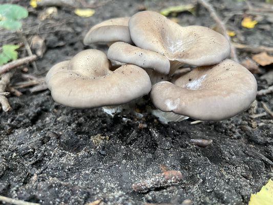 Fresh Pleurotus ostreatus - Wild Brown Oyster Mushroom