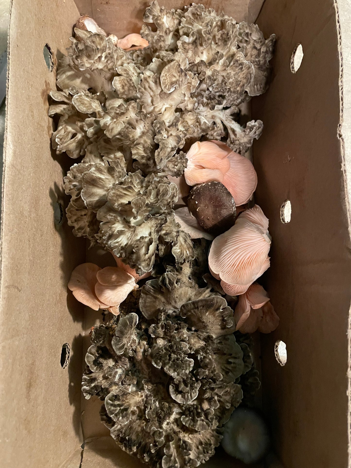 Dry Grifola fondosa - Maitake Mushroom