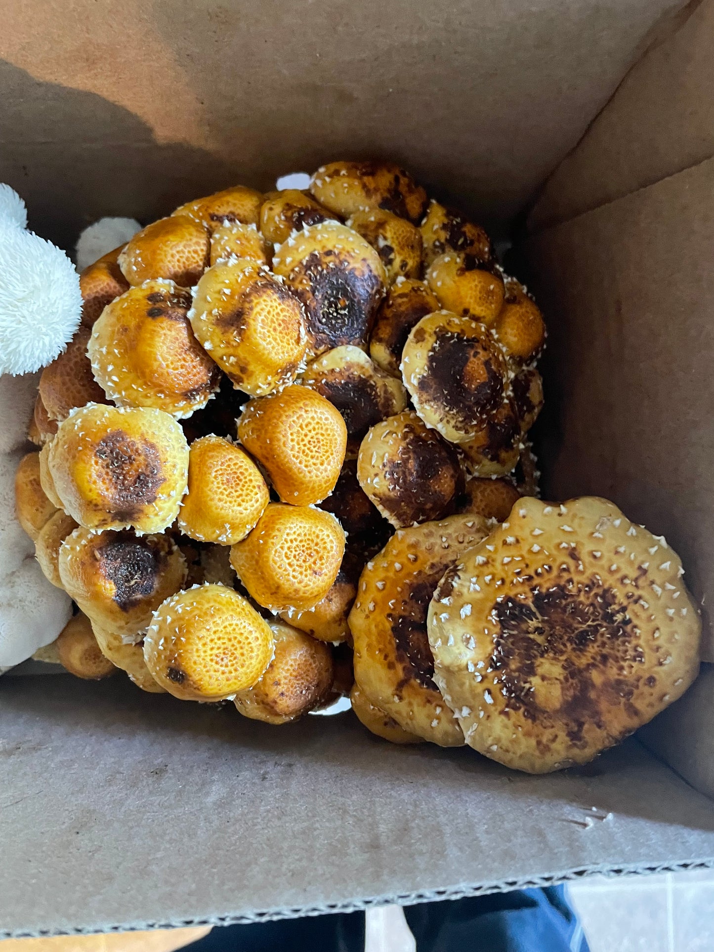 Dry Pholiota adiposa- Chestnut Mushroom