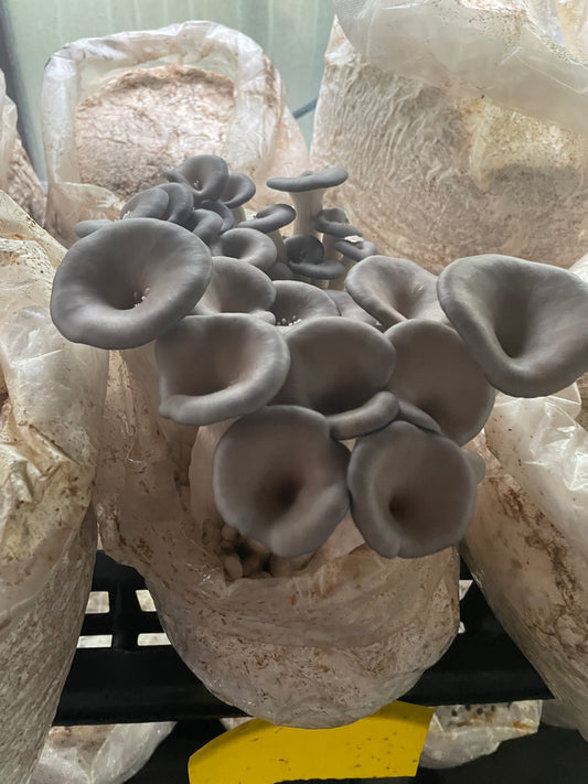 Dry Pleurotus ostreatus - Warm Blue Oyster Mushroom