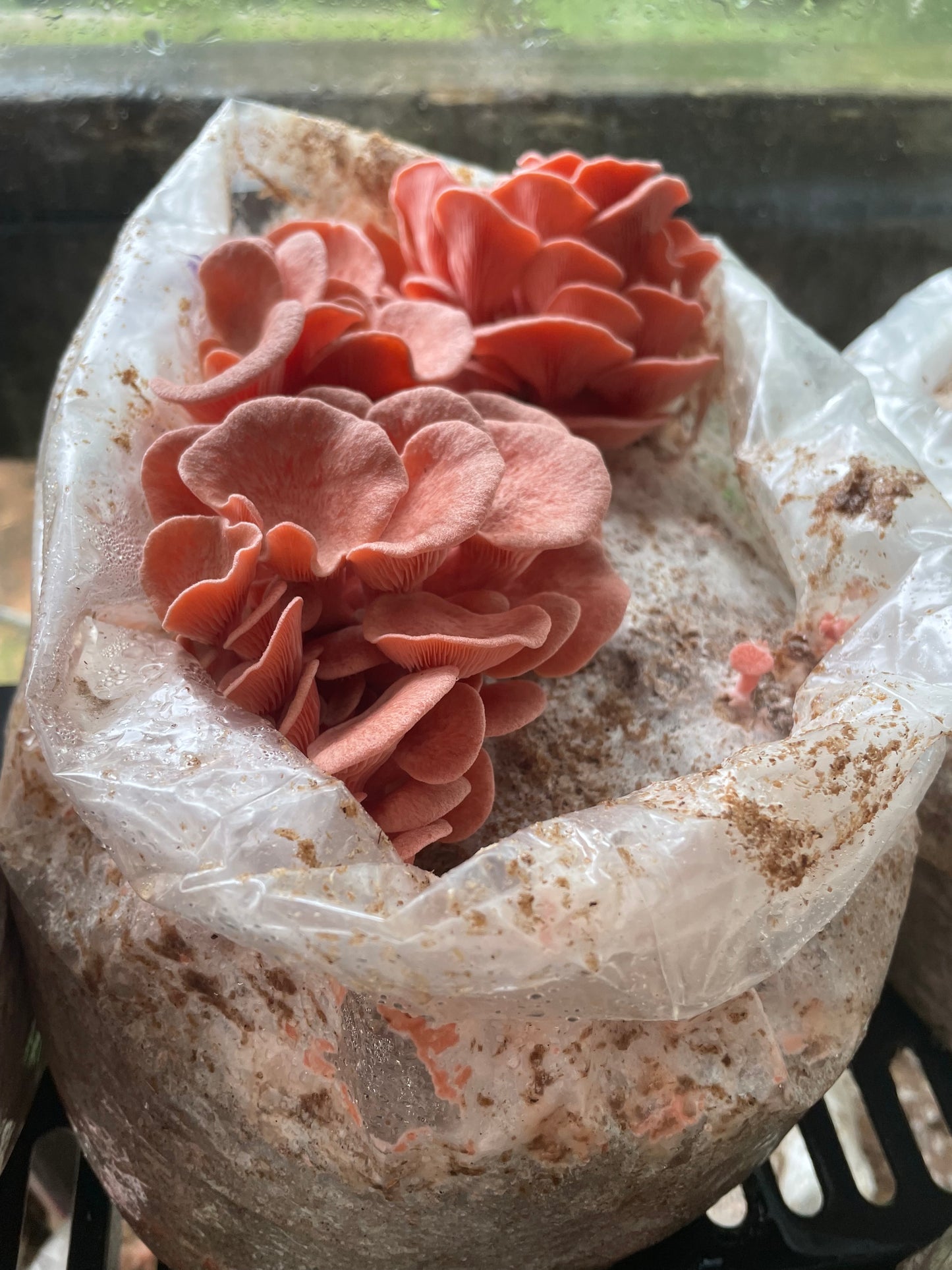 Pleurotus djamor - Pink Oyster Genetics