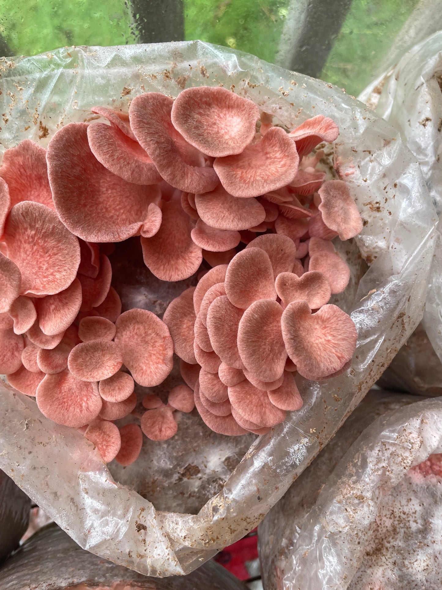 Pleurotus djamor - Pink Oyster Genetics