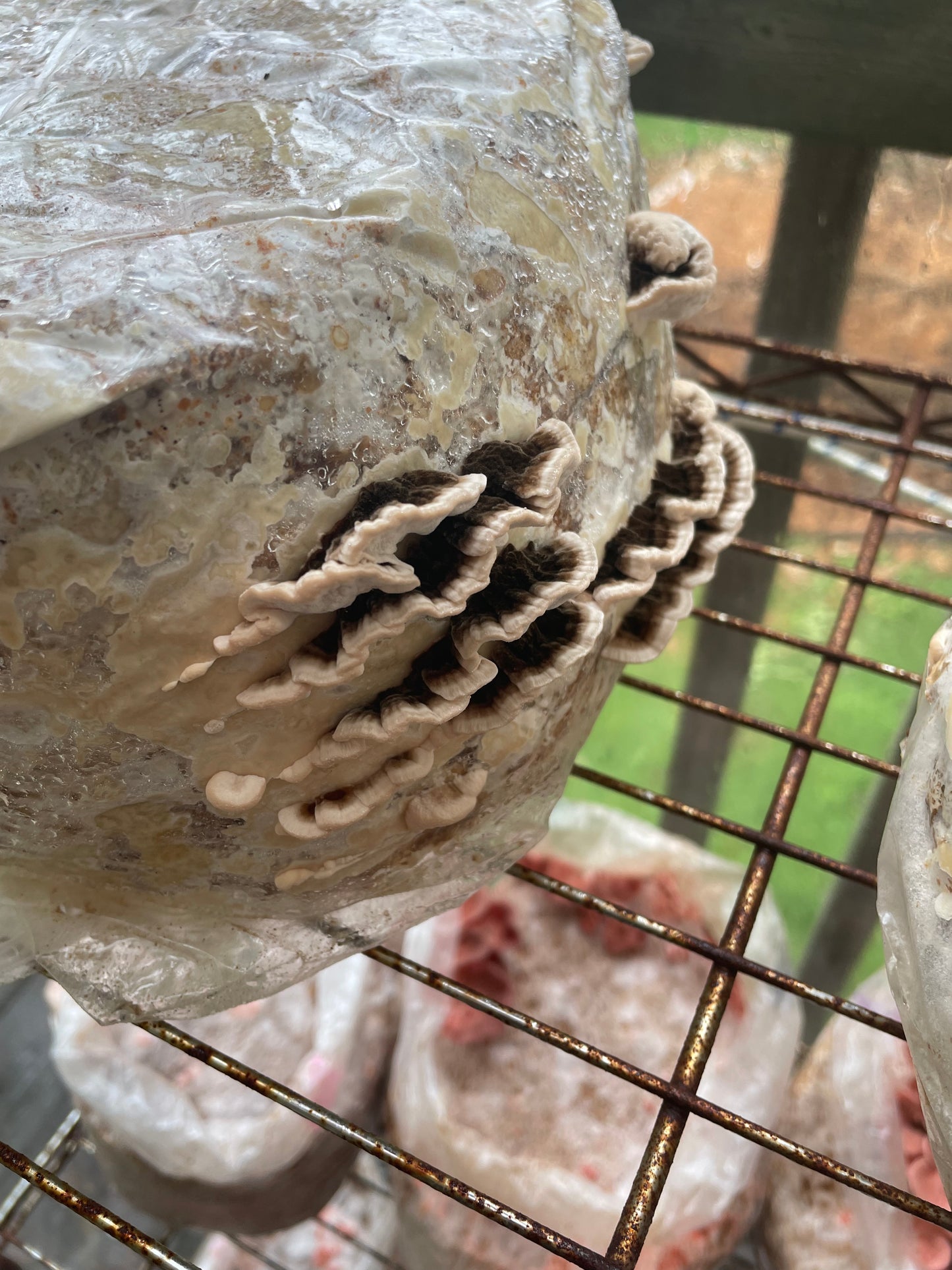 Dry Trametes versicolor mushroom