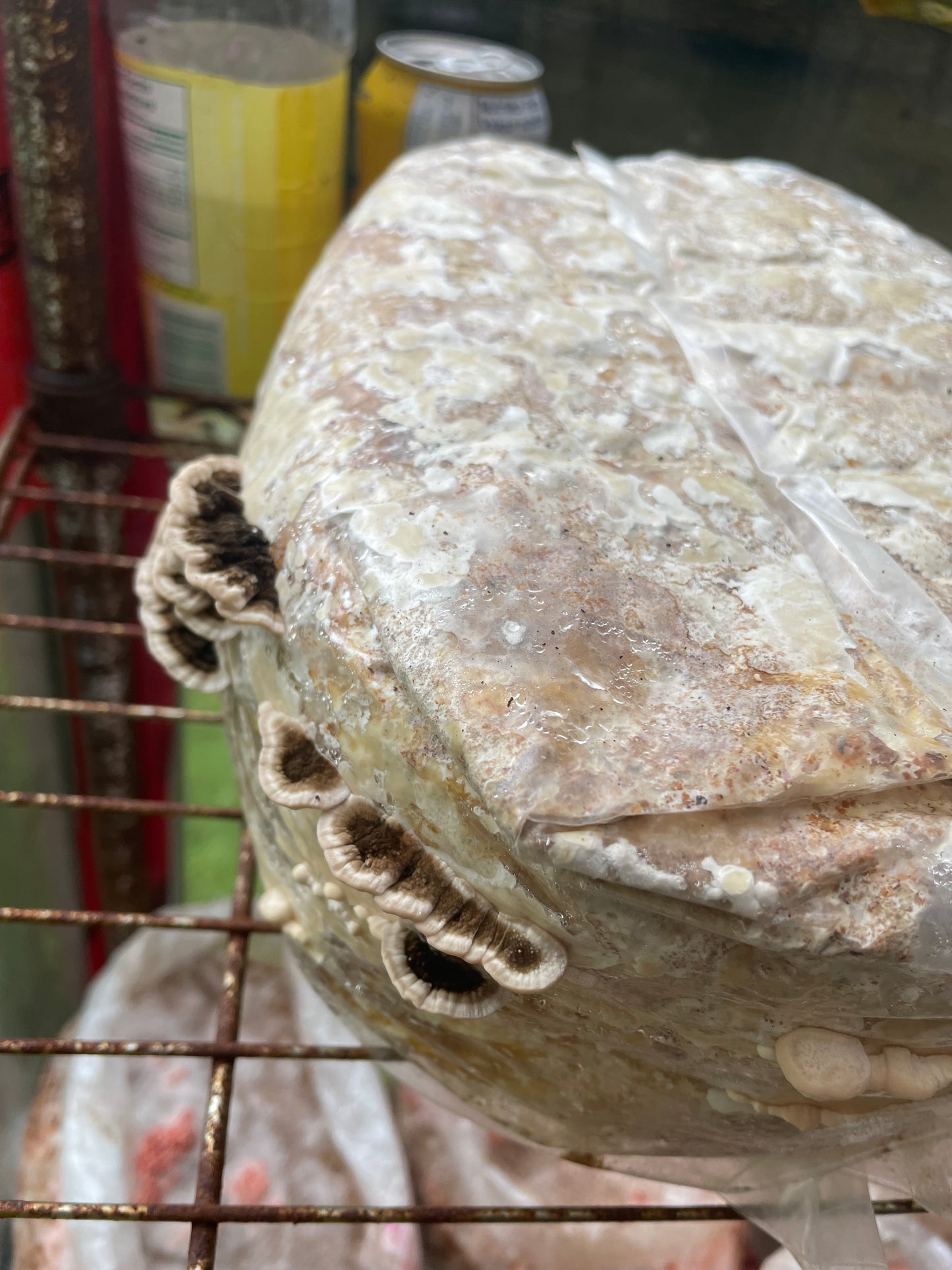 Trametes versicolor - Turkey Tail Genetics