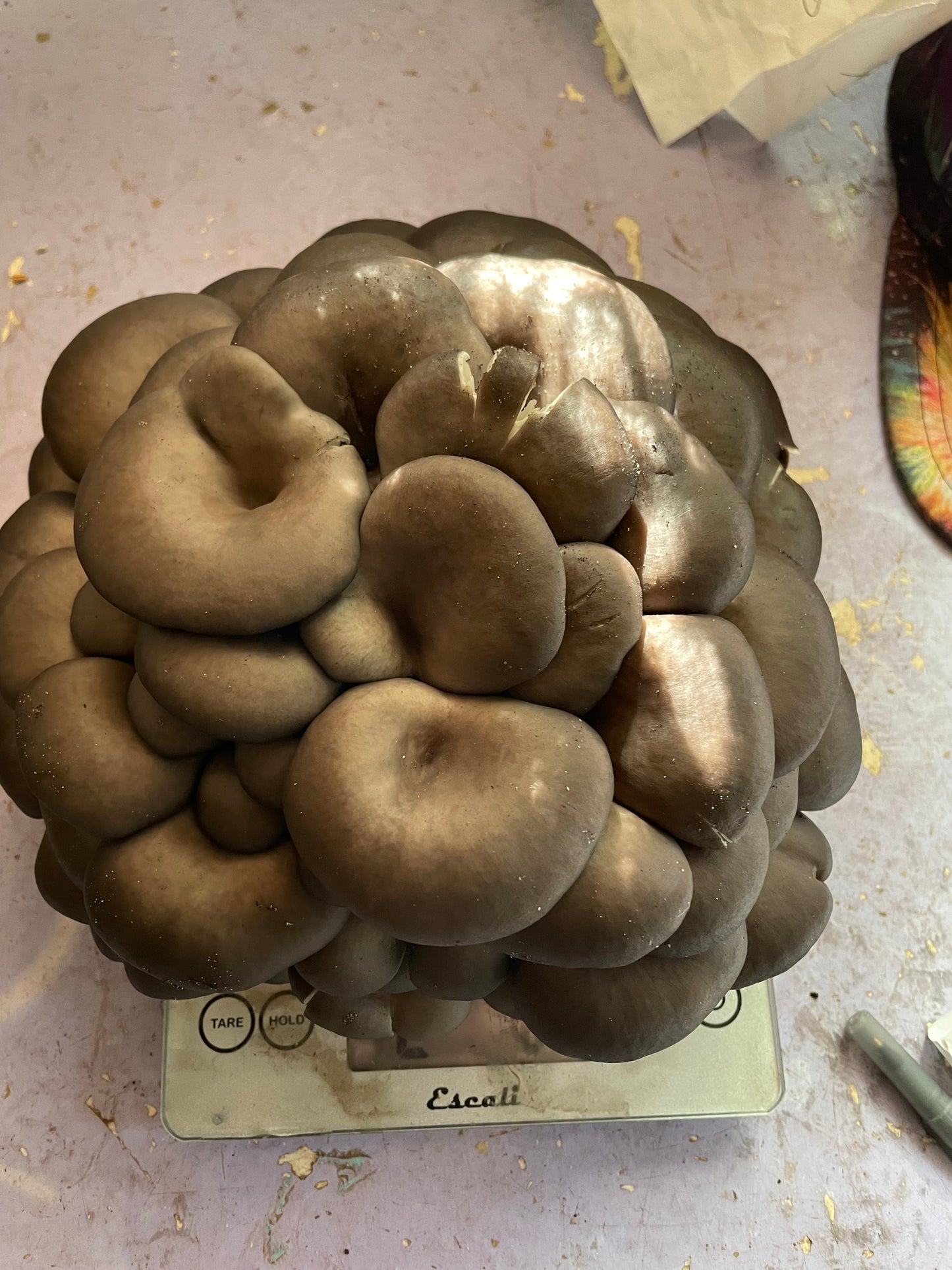 Dry Pleurotus ostreatus - Sporeless Brown Oyster Mushroom