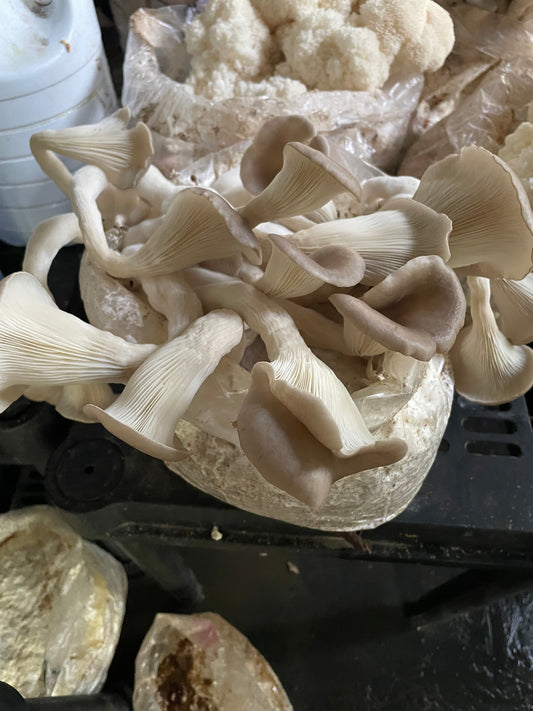 Fresh Pleurotus ostreatus - Sporeless Brown Oyster Mushroom