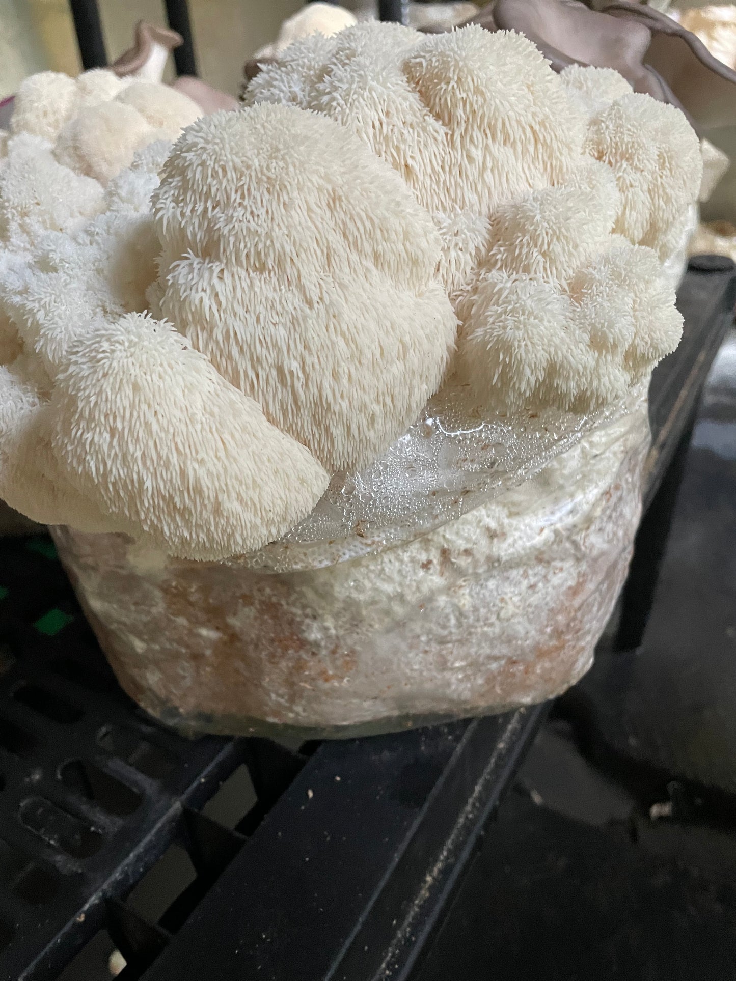 Hericium erinaceus - Lions Mane Mushroom Genetics