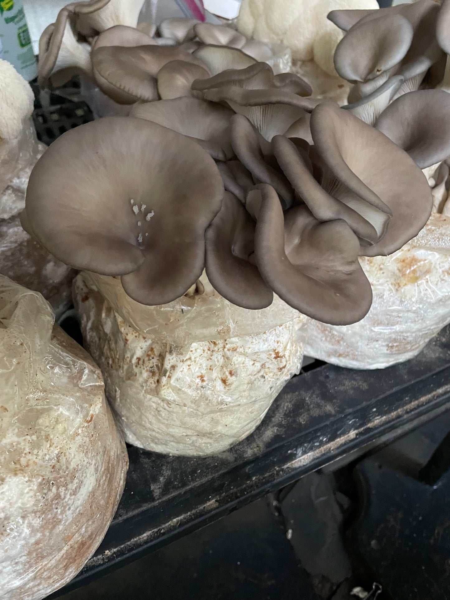 Fresh Pleurotus ostreatus - Warm Blue Oyster Mushroom