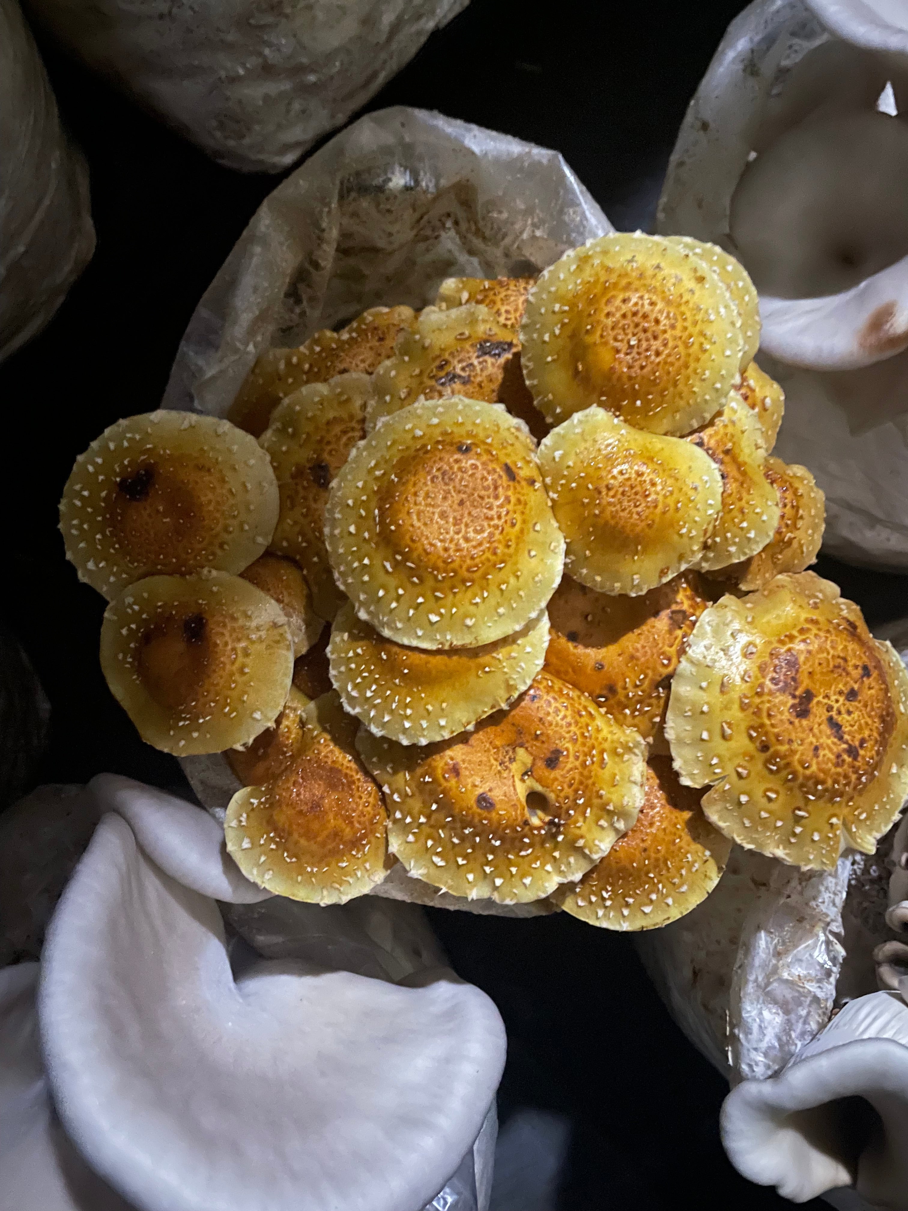 Fresh Pholiota adiposa Chestnut Mushroom