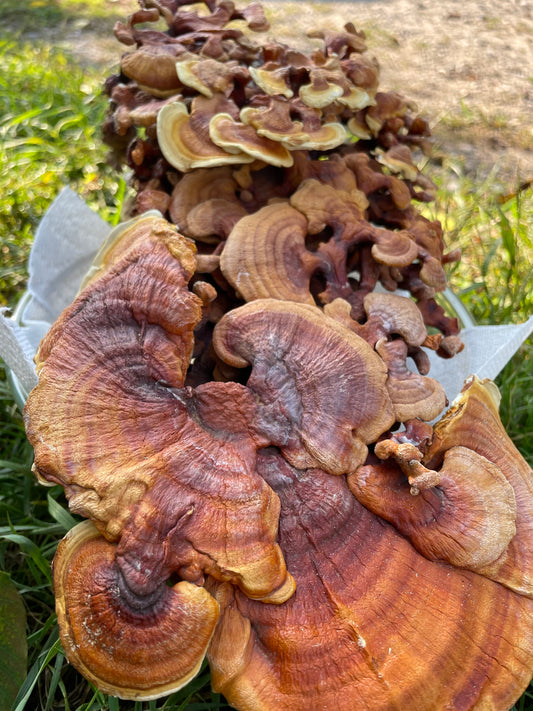 Dry Ganoderma lucidum - Reishi Mushroom
