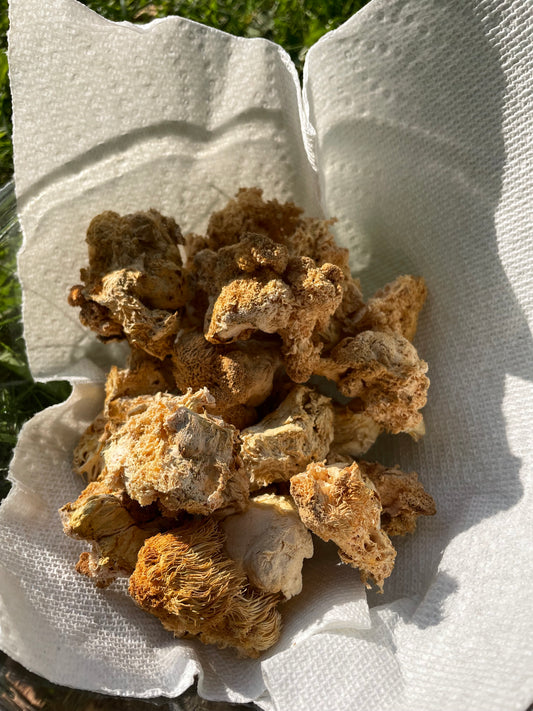 Dry Hericium erinaceus - Lions Mane Mushroom