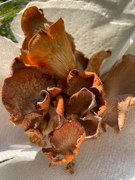 Dry Pleurotus djamor - Pink Oyster mushroom